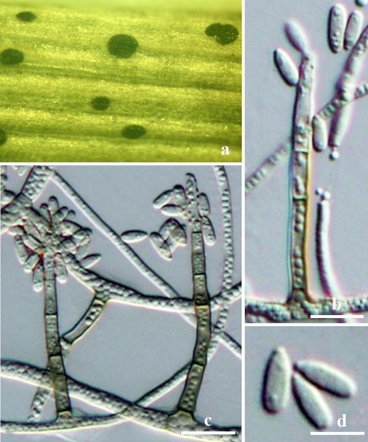 Figure 49